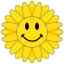 Sonnenblume Sonnenblume